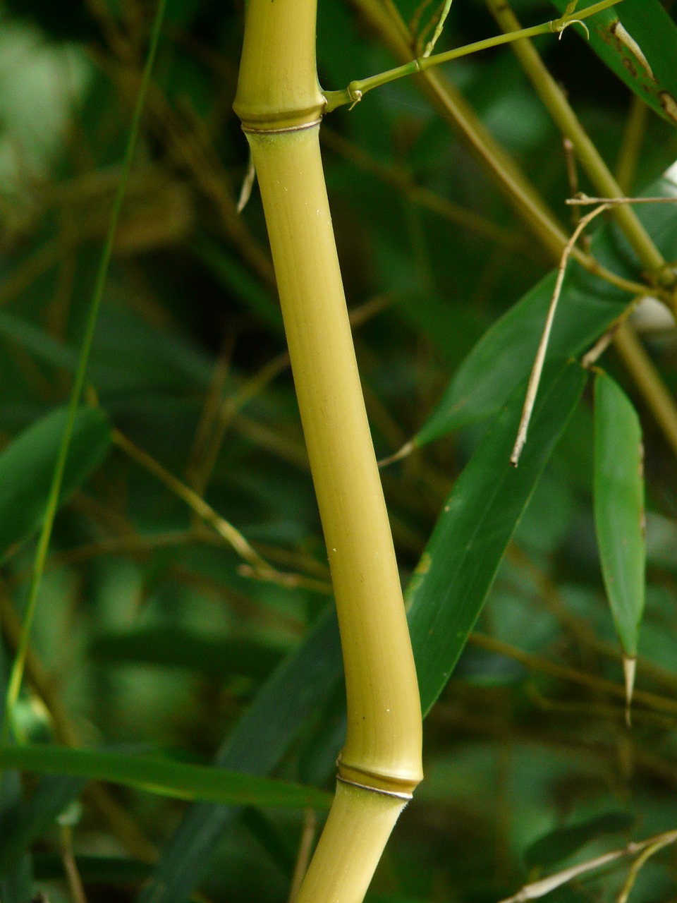 Bambukas, Bambuko Strypai, Zickzag, Aukso Bambuko Vamzdis, Mazgas Bambuko, Geltonas Bambukas, Aureocaulis, Phyllostachys Aureosulcata, Bambuko Menas, Phyllostachys