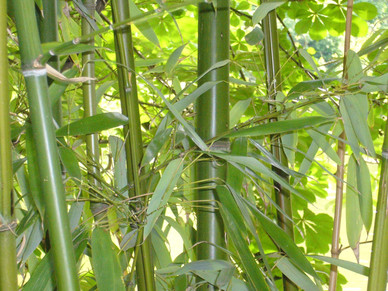Bambukas, Žalias, Fonas, Augalas, Bambuko Lapai, Nemokamos Nuotraukos,  Nemokama Licenzija