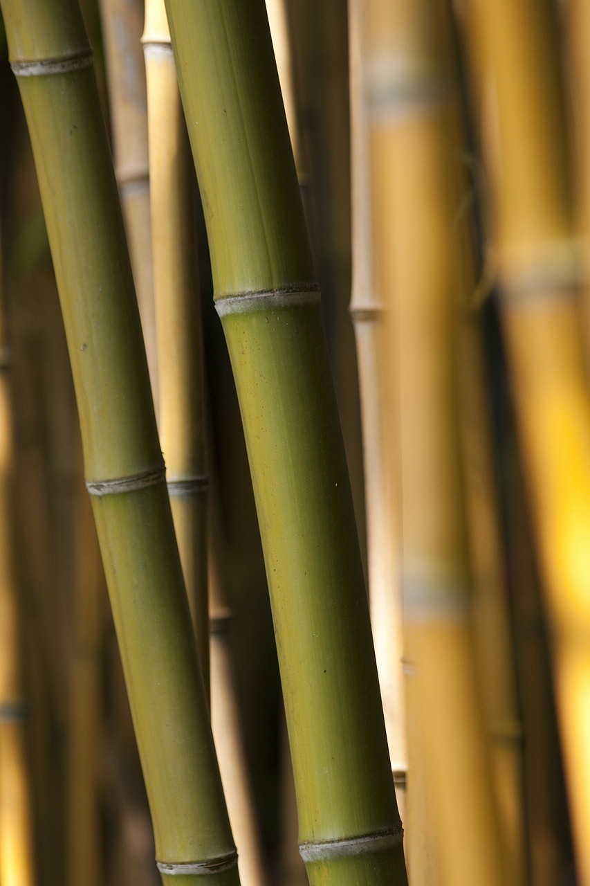 Bambukas, Žolė, Žalias, Alyvuogių, Fonas, Bambuko Strypai, Ruda, Oranžinė, Meterlang, Halme