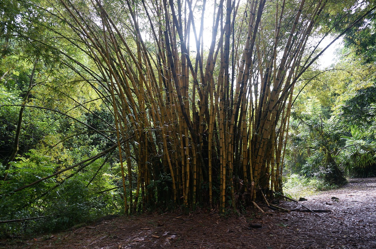 Bambukas,  Miškas,  Havajai, Nemokamos Nuotraukos,  Nemokama Licenzija