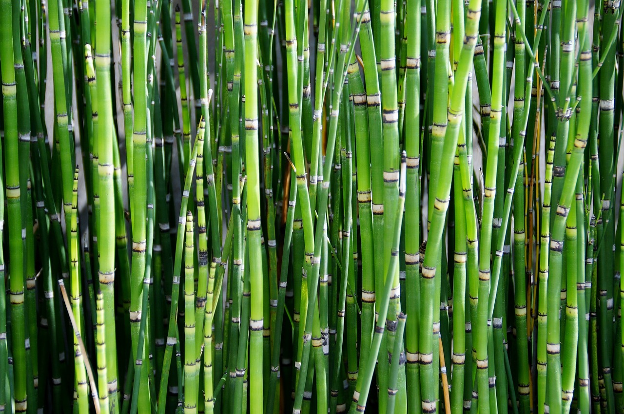 Bambukas,  Augalas,  Nendrė,  Žalias, Nemokamos Nuotraukos,  Nemokama Licenzija