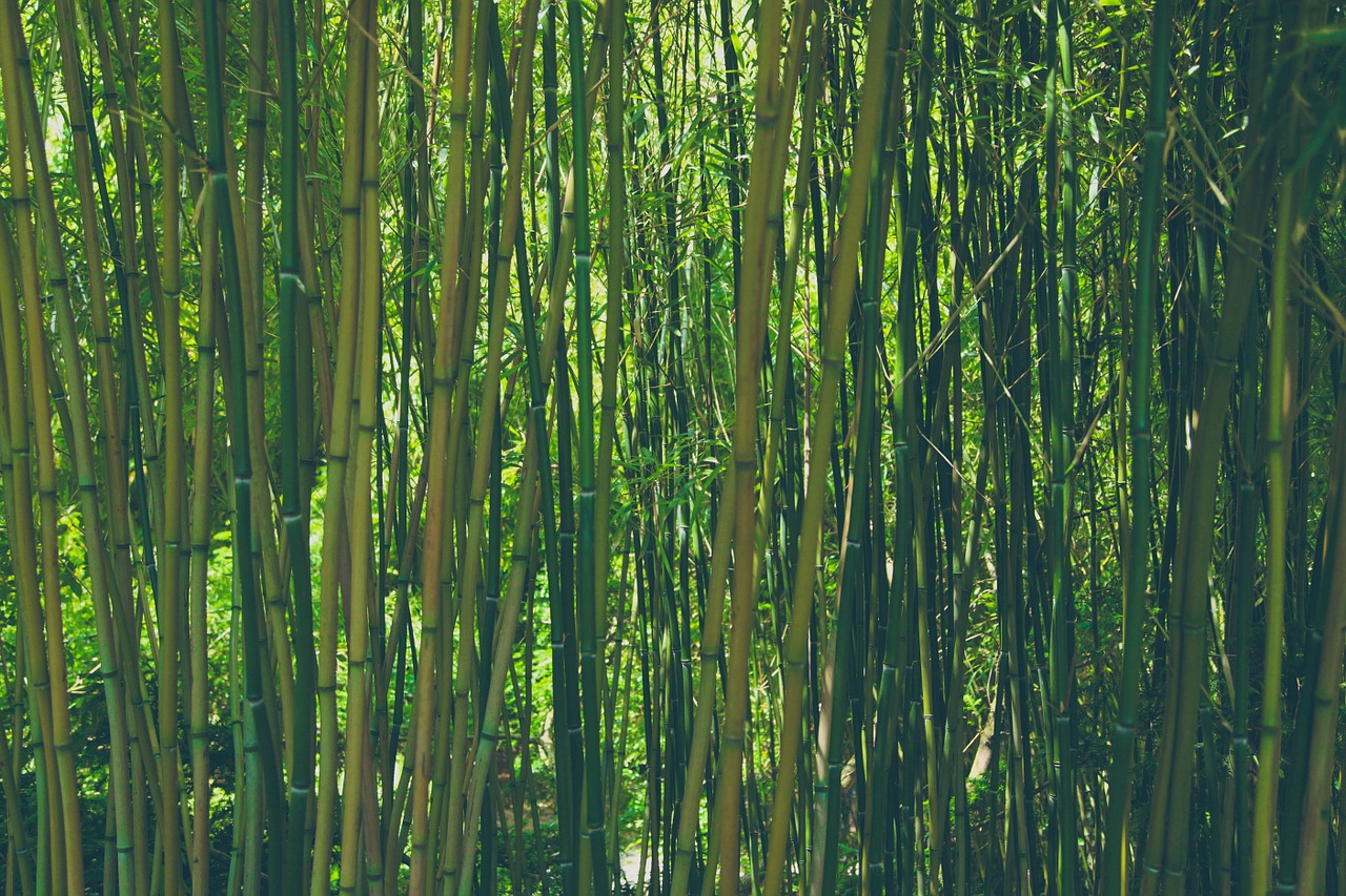 Bambukas,  Miškas,  Gamta,  Žalias,  Augalas,  Asija,  Japonija,  Sodas,  Augimas,  Džiunglės