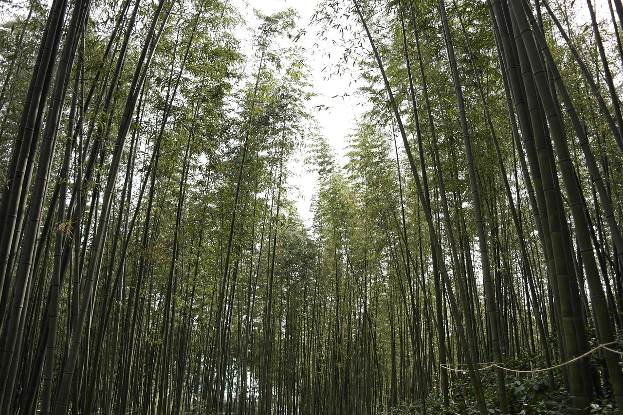 Bambukas, Bambuko Žalia, Damyang, Nemokamos Nuotraukos,  Nemokama Licenzija