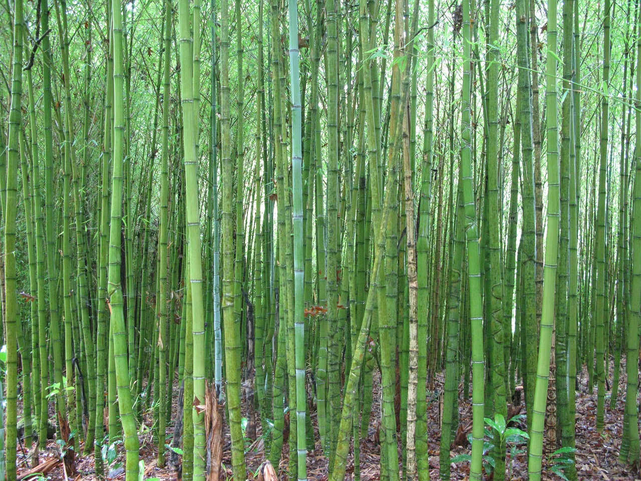 Bambukas, Žalias, Uždaryti, Drėgnas, Sodrus, Nemokamos Nuotraukos,  Nemokama Licenzija