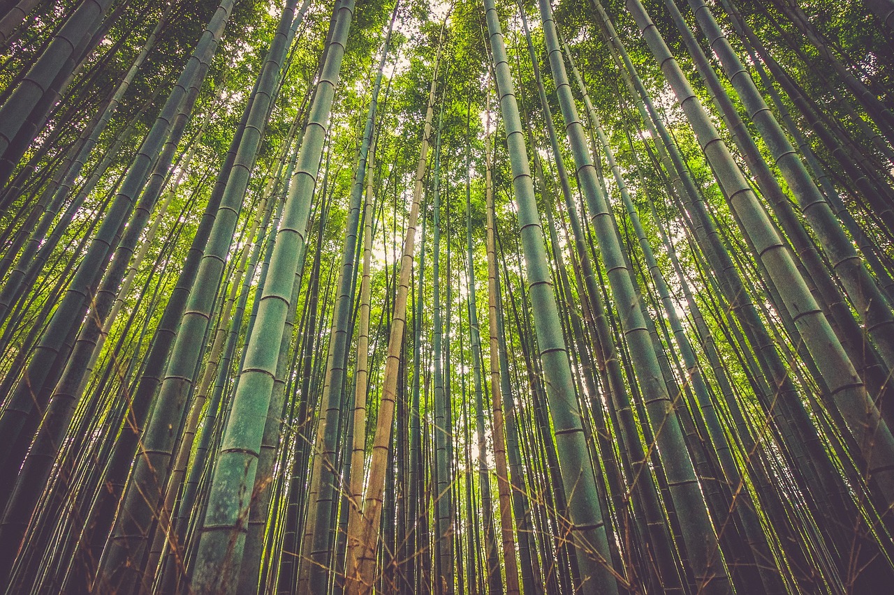Bambukas, Medžiai, Miškas, Gamta, Natūralus, Žalias, Aplinka, Atogrąžų, Nemokamos Nuotraukos,  Nemokama Licenzija