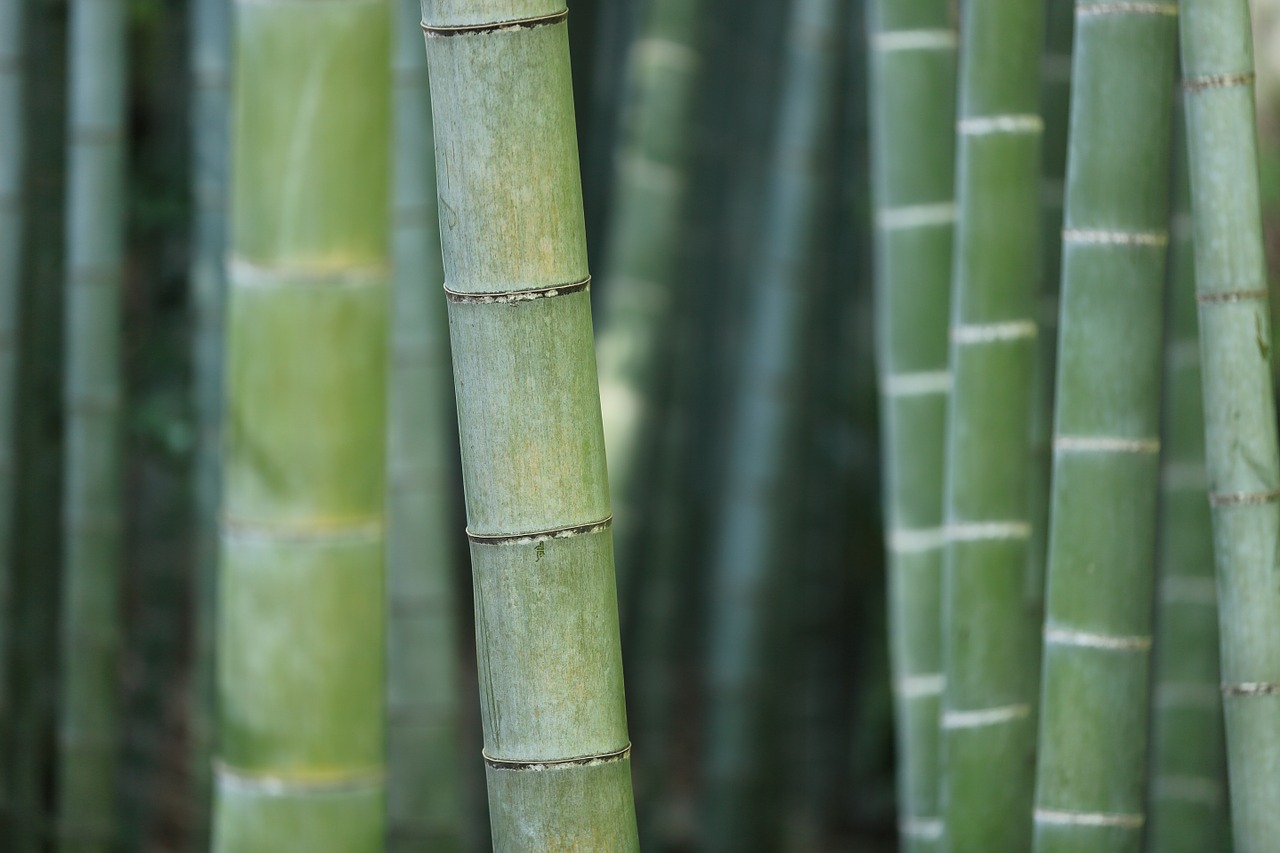 Bambukas, Miškas, Lagaminai, Žolė, Augalas, Augmenija, Makro, Tekstūra, Modelis, Gamta
