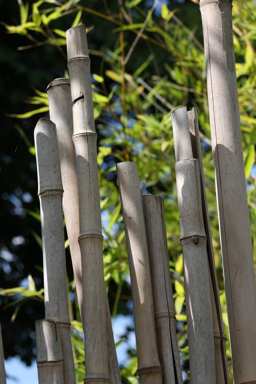 Bambukas, Žalias, Gamta, Augalas, Natūralus, Sodas, Bambuko Miškas, Zen, Japanese, Bambuko Fonas