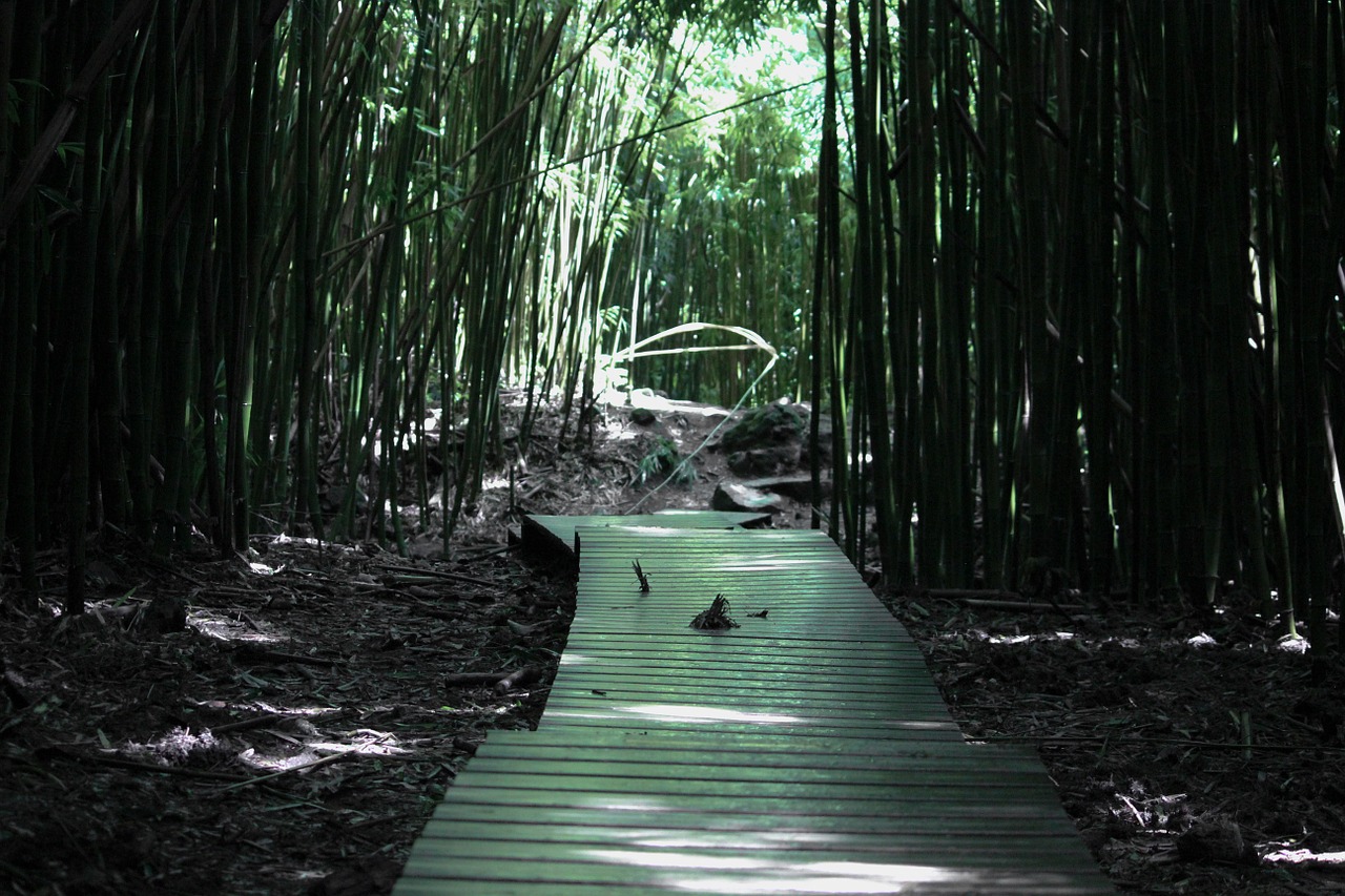 Bambukas, Miškas, Bambuko Miškas, Žalias, Gamta, Augalas, Medis, Natūralus, Zen, Atogrąžų