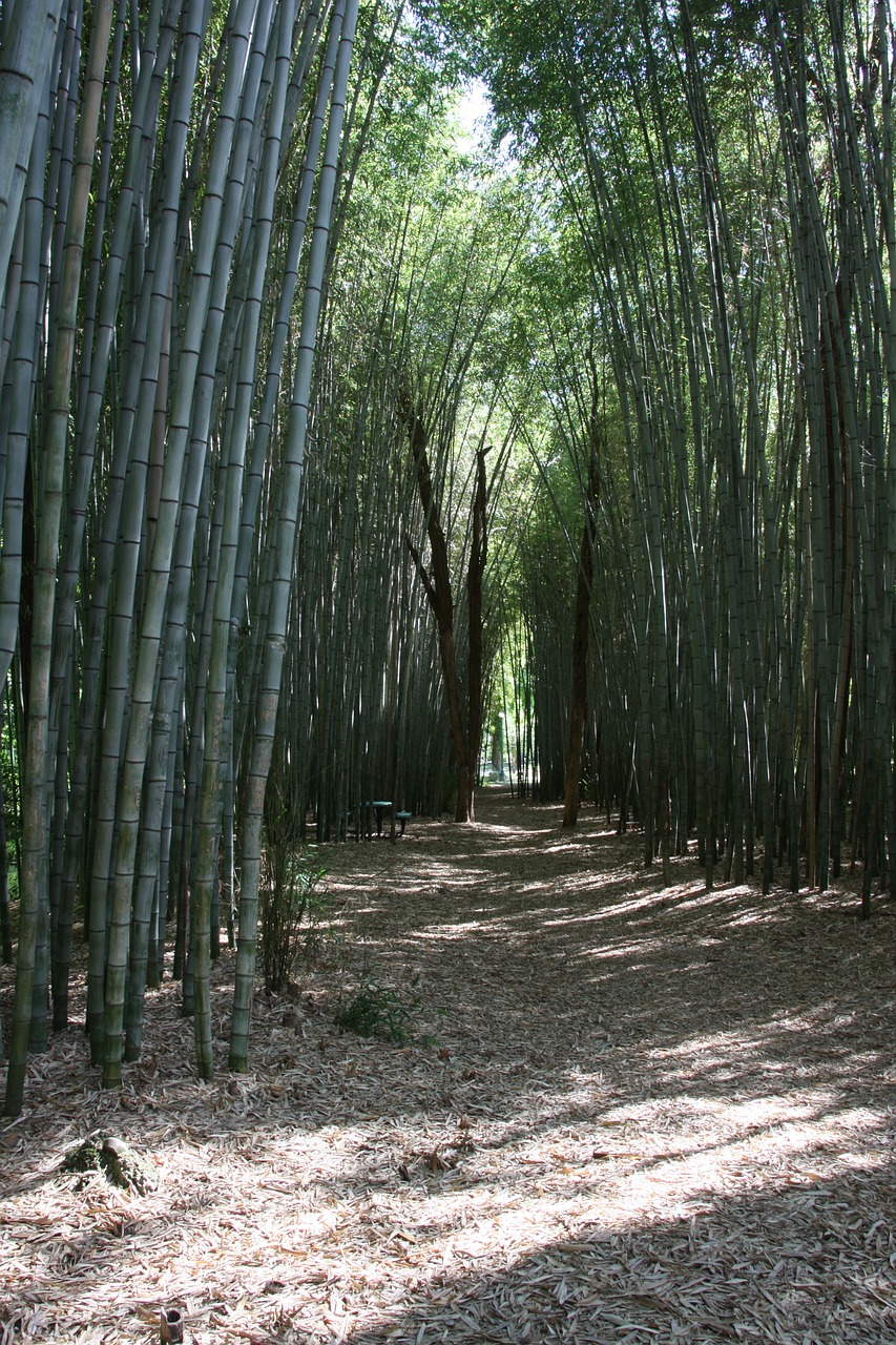 Bambukas, Miškas, Tropikai, Nemokamos Nuotraukos,  Nemokama Licenzija