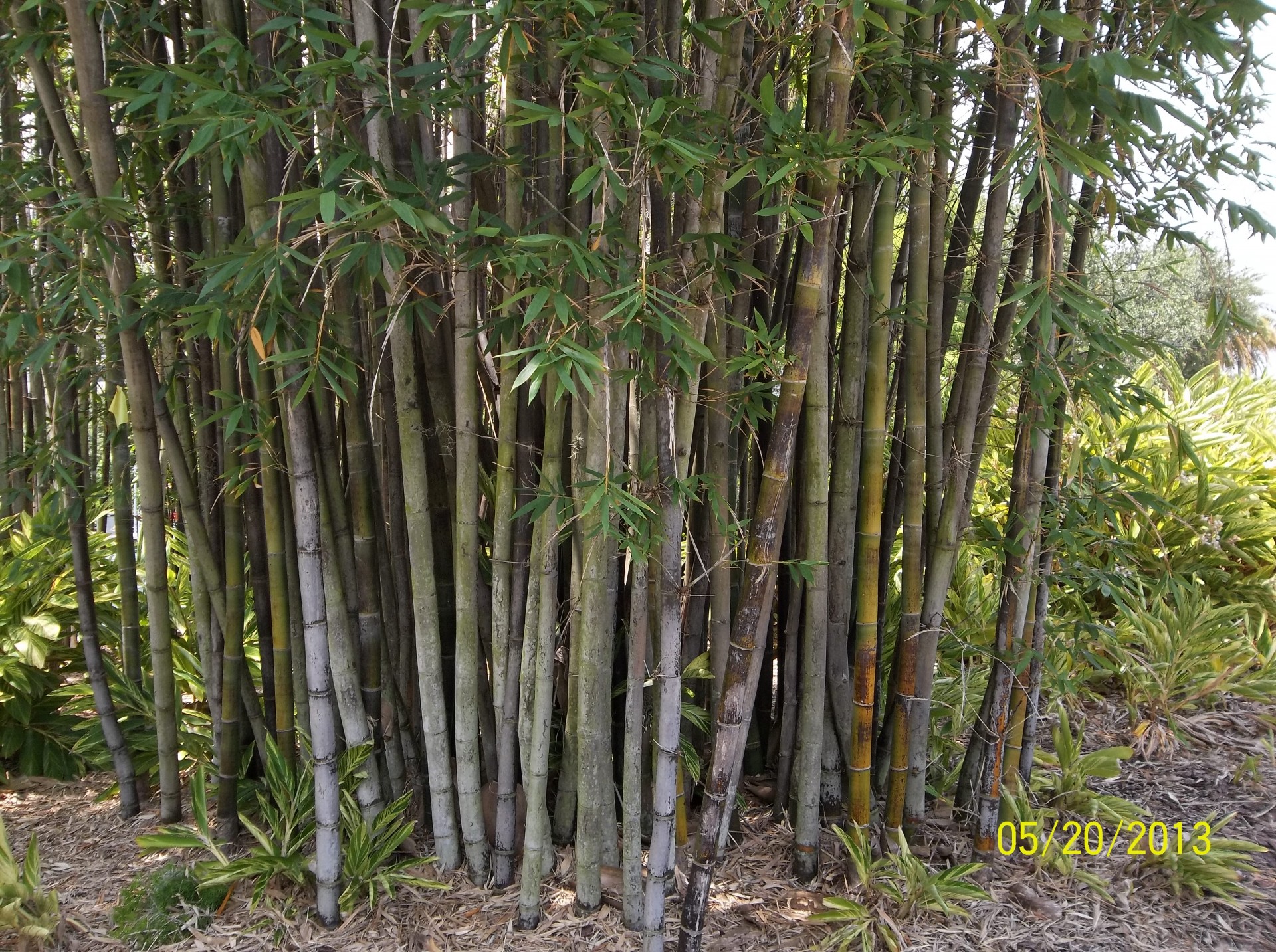 Bambukas,  Augalai,  Medžiai,  Miškai,  Bambuko Miškas, Nemokamos Nuotraukos,  Nemokama Licenzija