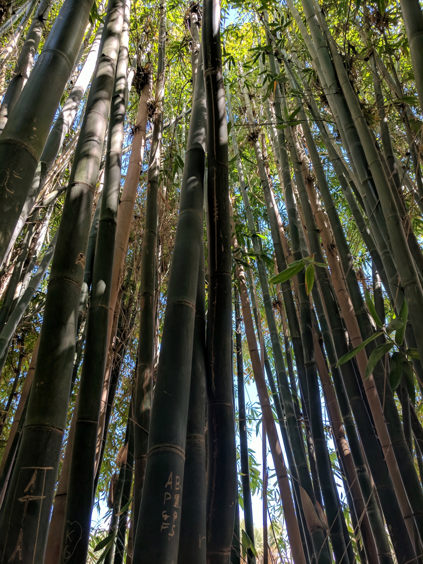 Bambukas,  Bambuko & Nbsp,  Augalai,  Stiebas,  Stiebai,  Miškas,  Bambuko & Nbsp,  Miškas,  Ieško & Nbsp,  Medžiai