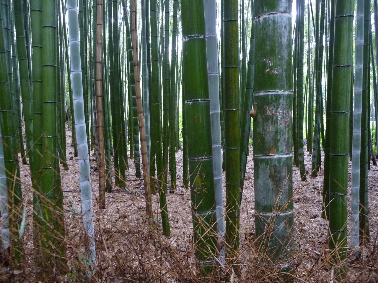 Bambuko Miškas, Kyoto, Bambukas, Nemokamos Nuotraukos,  Nemokama Licenzija