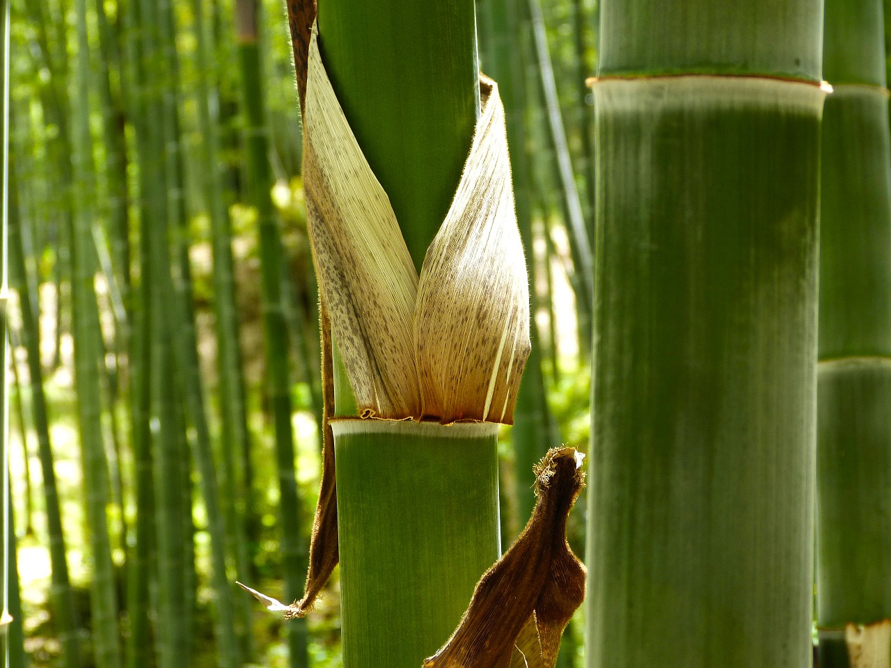 Bambuko Miškas, Bambukas, Žalias, Augalas, Nemokamos Nuotraukos,  Nemokama Licenzija