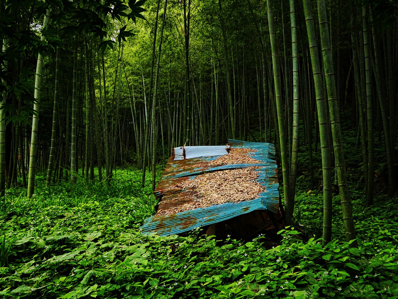 Bambuko Miškas, Žalias, Japonija, Kumamoto, Bambukas, Alavas, Hdr, Nemokamos Nuotraukos,  Nemokama Licenzija