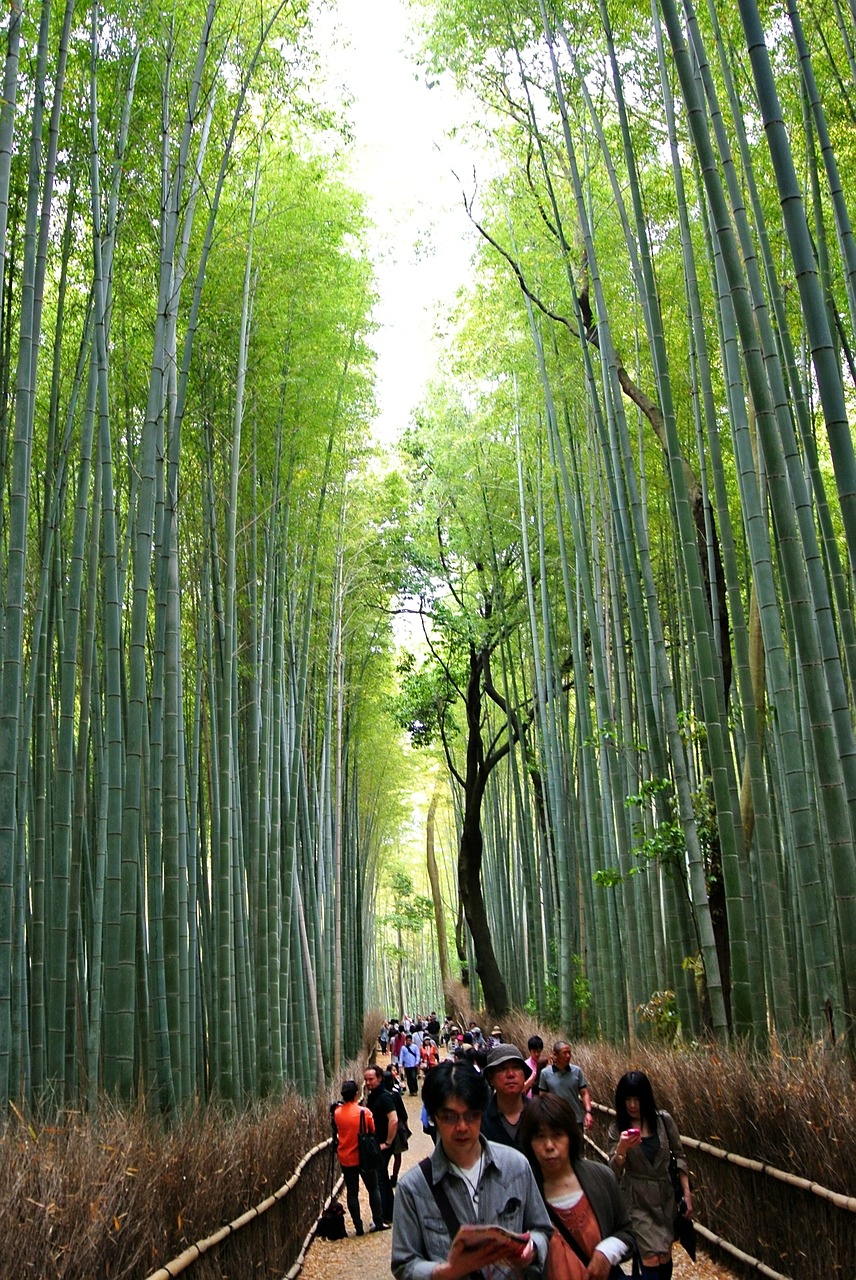 Bambuko Miškas, Sagano, Miškas, Kyoto, Arashiyama, Bambukas, Giraitė, Nemokamos Nuotraukos,  Nemokama Licenzija