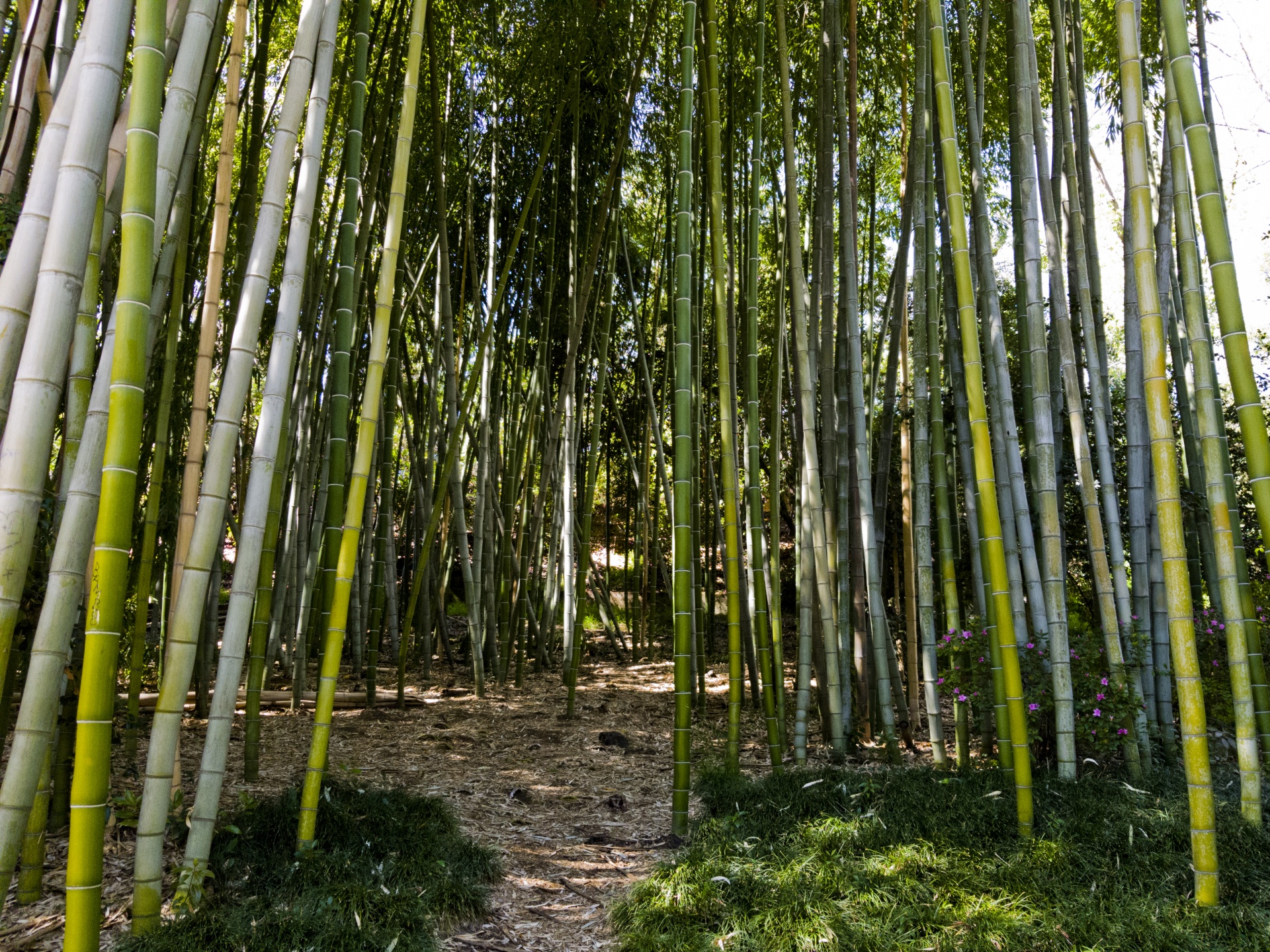 Fonas,  Žalias,  Lazdos,  Bambukas,  Miškas,  Japanese,  Kelias,  Taikus,  Ramus,  Bambuko Miško Fonas