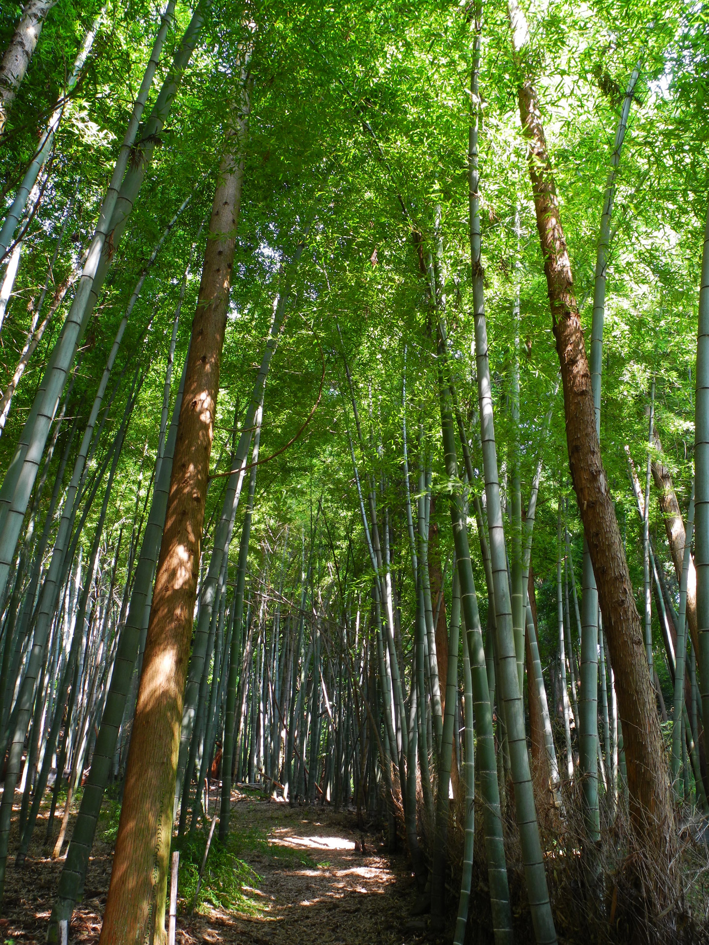 Bambukas,  Gifu,  Japonija,  Bambuko Miškas, Nemokamos Nuotraukos,  Nemokama Licenzija