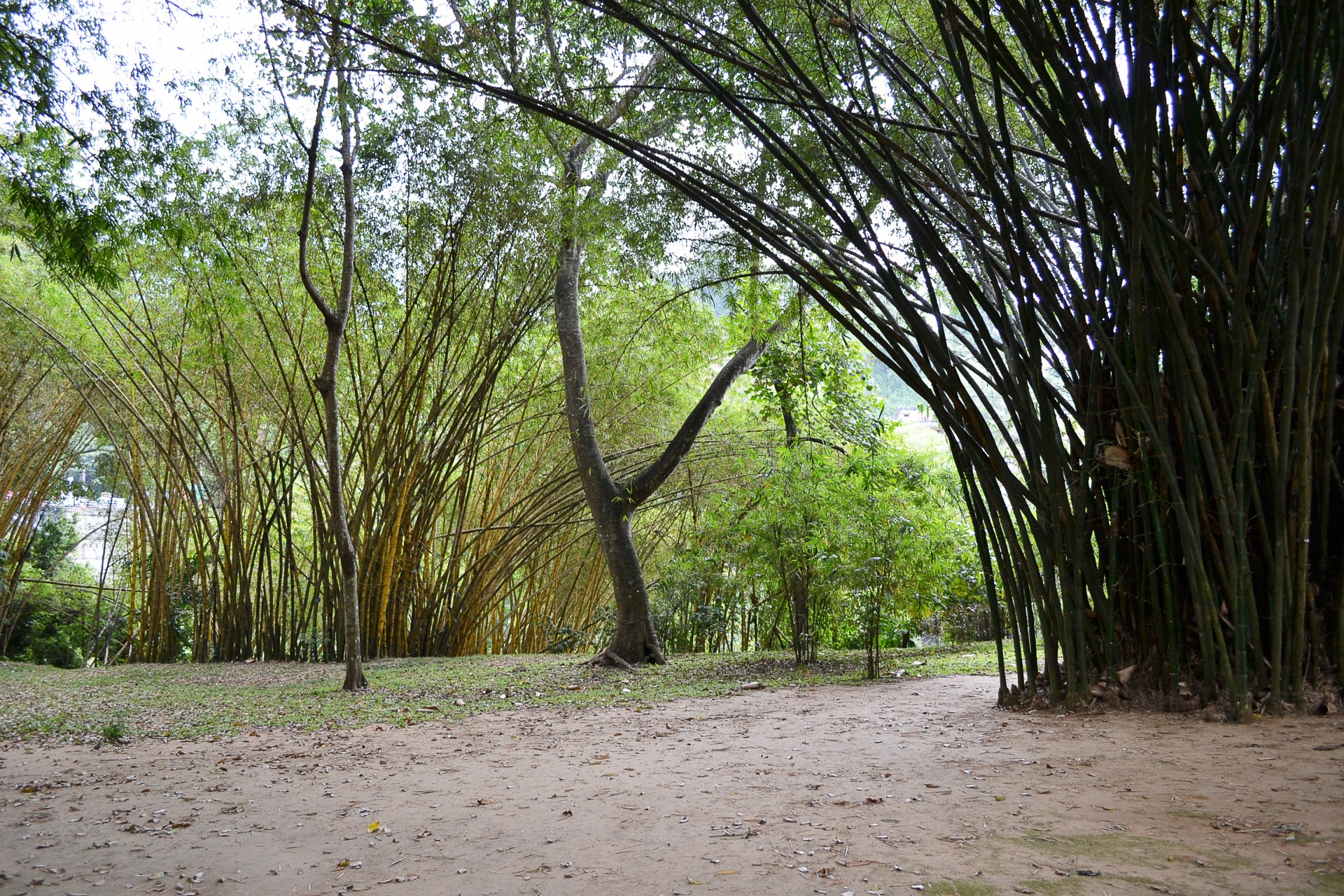 Bambukas,  Medis,  Bambuko & Nbsp,  Miškas,  Gamta,  Laukiniai,  Ceilonas,  Sri & Nbsp,  Lanka,  Mawanella