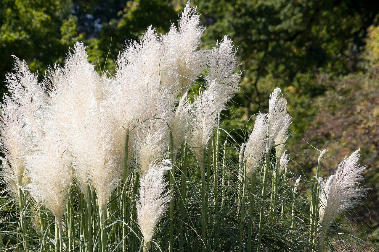 Bambuko Grassedit Šį Puslapį, Žalias, Balta, Gamta, Sodas, Dekoratyvinis Augalas, Flora, Nemokamos Nuotraukos,  Nemokama Licenzija