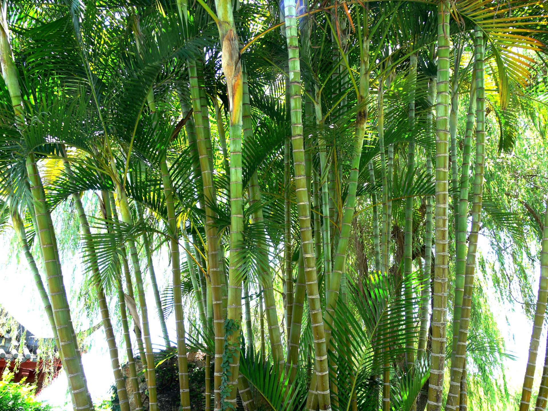 Bambukas,  Žalias,  Giraitė,  Mediena,  Lapai,  Bambuko Giraites, Nemokamos Nuotraukos,  Nemokama Licenzija