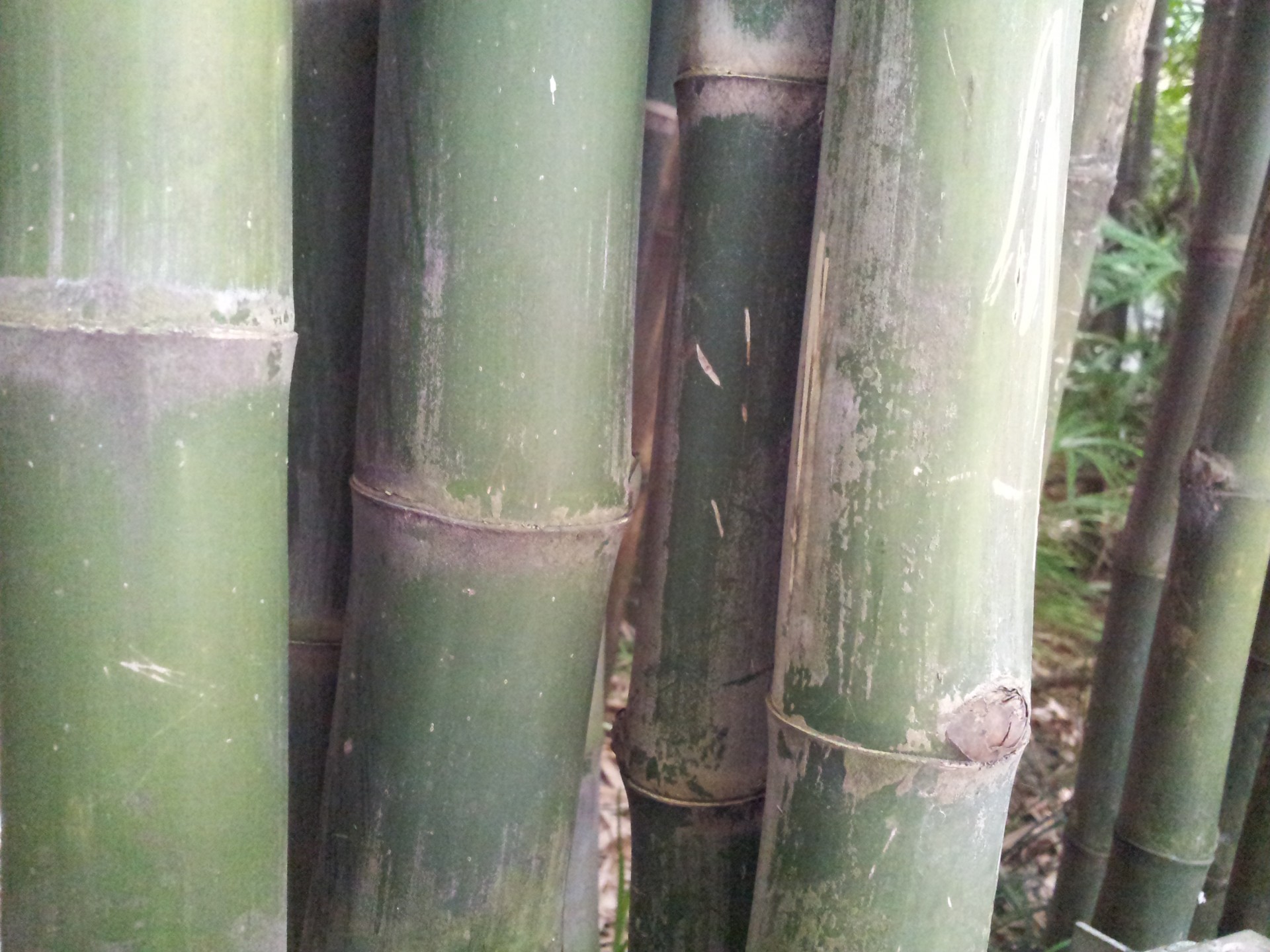 Bambukas,  Žingsnis,  Storas,  Bambuko Žingsnis Storas, Nemokamos Nuotraukos,  Nemokama Licenzija