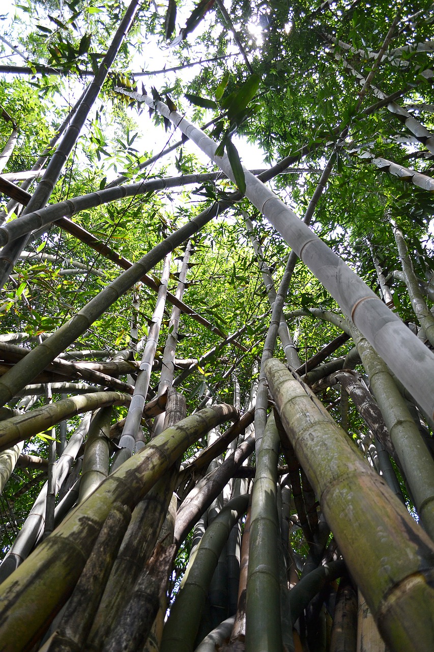 Bambuko Medis, Bambukas, Bambuko Miškas, Gamta, Šri Lanka, Saulės Šviesa, Ceilonas, Mawanella, Peradeniya, Nemokamos Nuotraukos