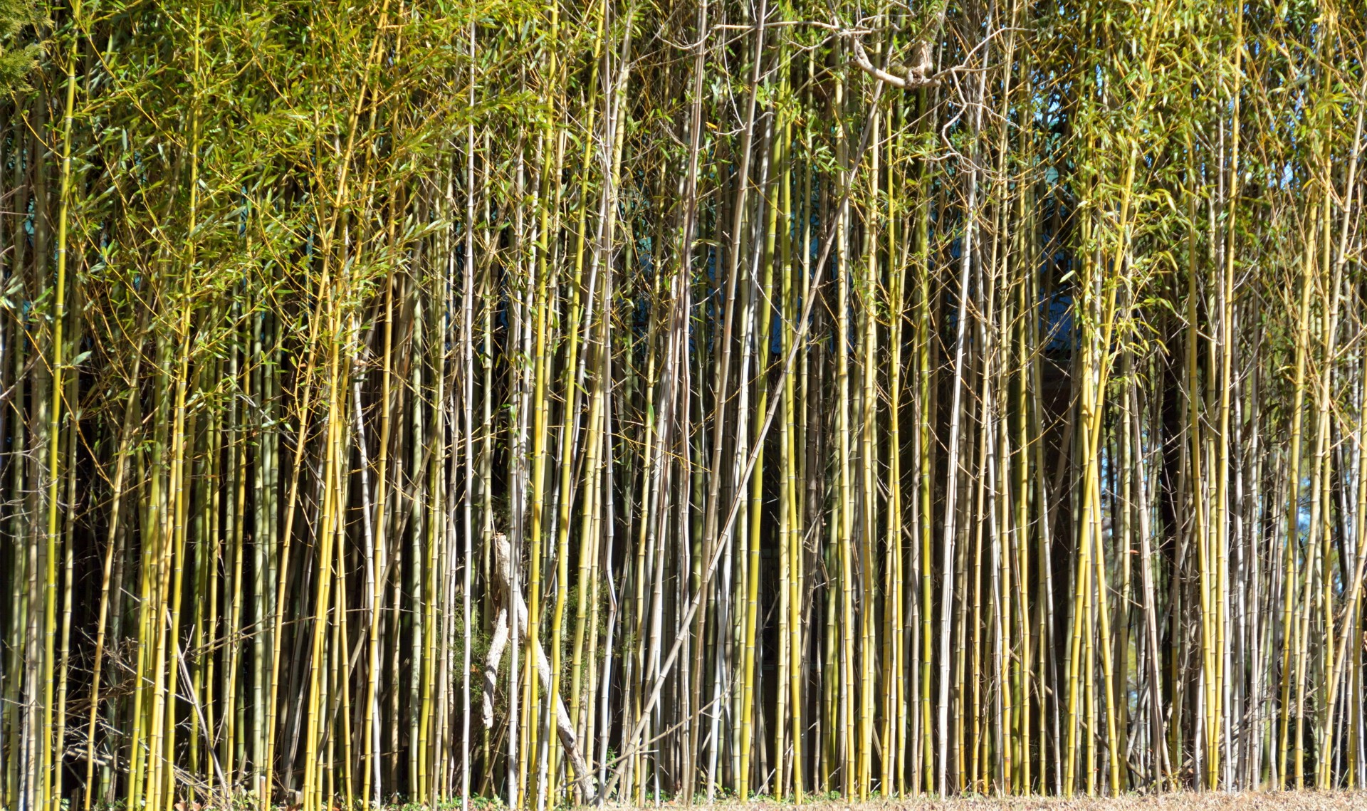 Bambukas,  Medis,  Stick,  Apdaila,  Natūralus,  Rytietiškas,  Atogrąžų,  Žalias,  Kinai,  Žolė