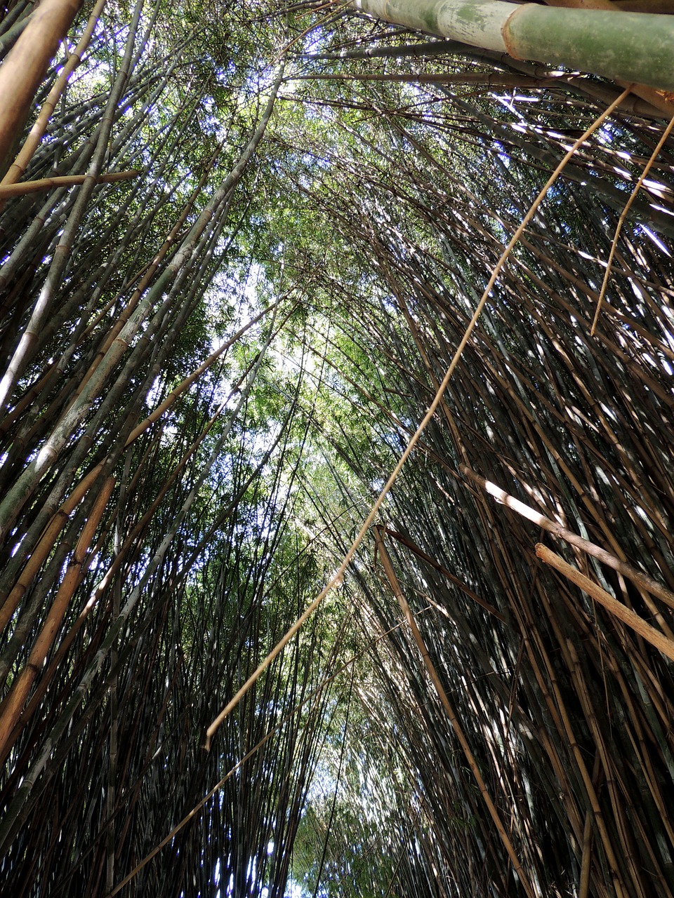 Bambukai, Bambuko Giraites, Bambuko Miškas, Nemokamos Nuotraukos,  Nemokama Licenzija