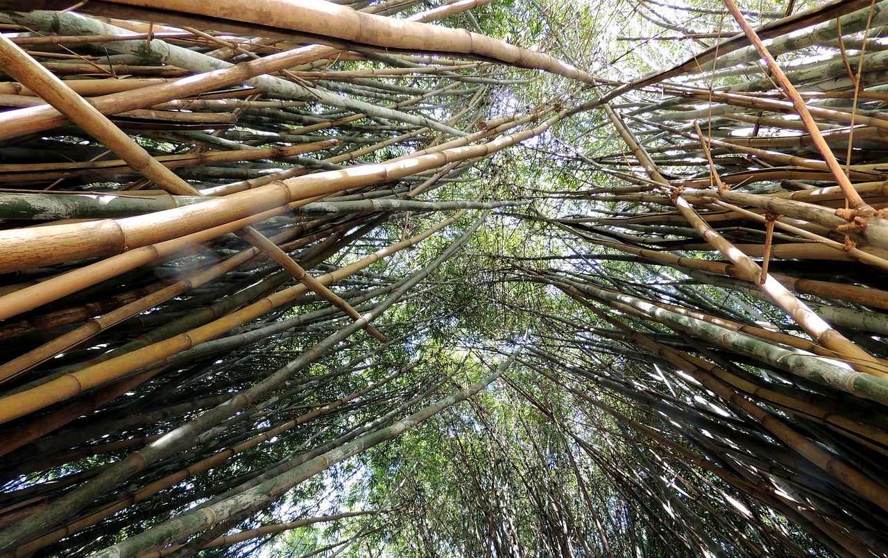 Bambukai, Bambuko Giraites, Bambuko Miškas, Nemokamos Nuotraukos,  Nemokama Licenzija