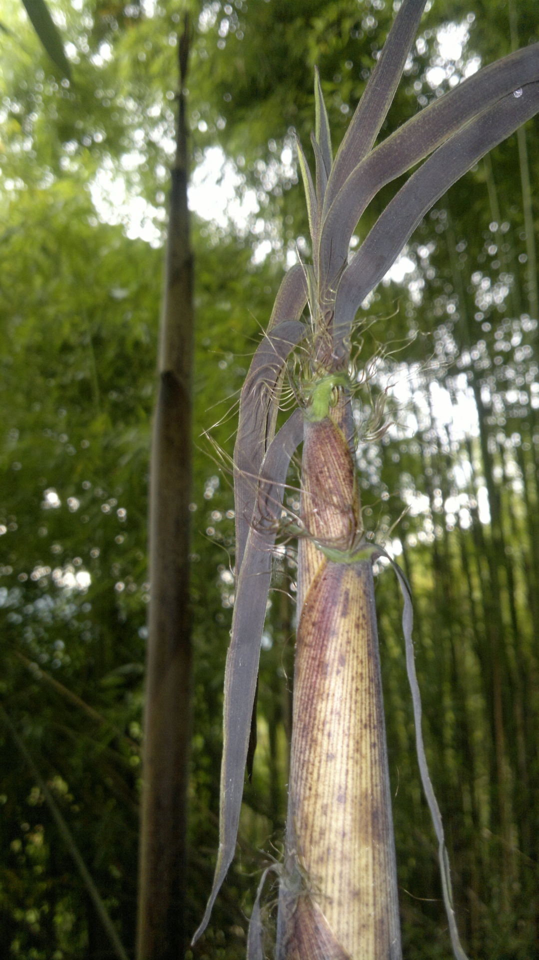 Bambukas,  Phyllostachys & Nbsp,  Aurea,  Bambusezės,  Stiebas,  Kiškis,  Stiebas,  Lapija,  Filialas,  Dekoratyvinis