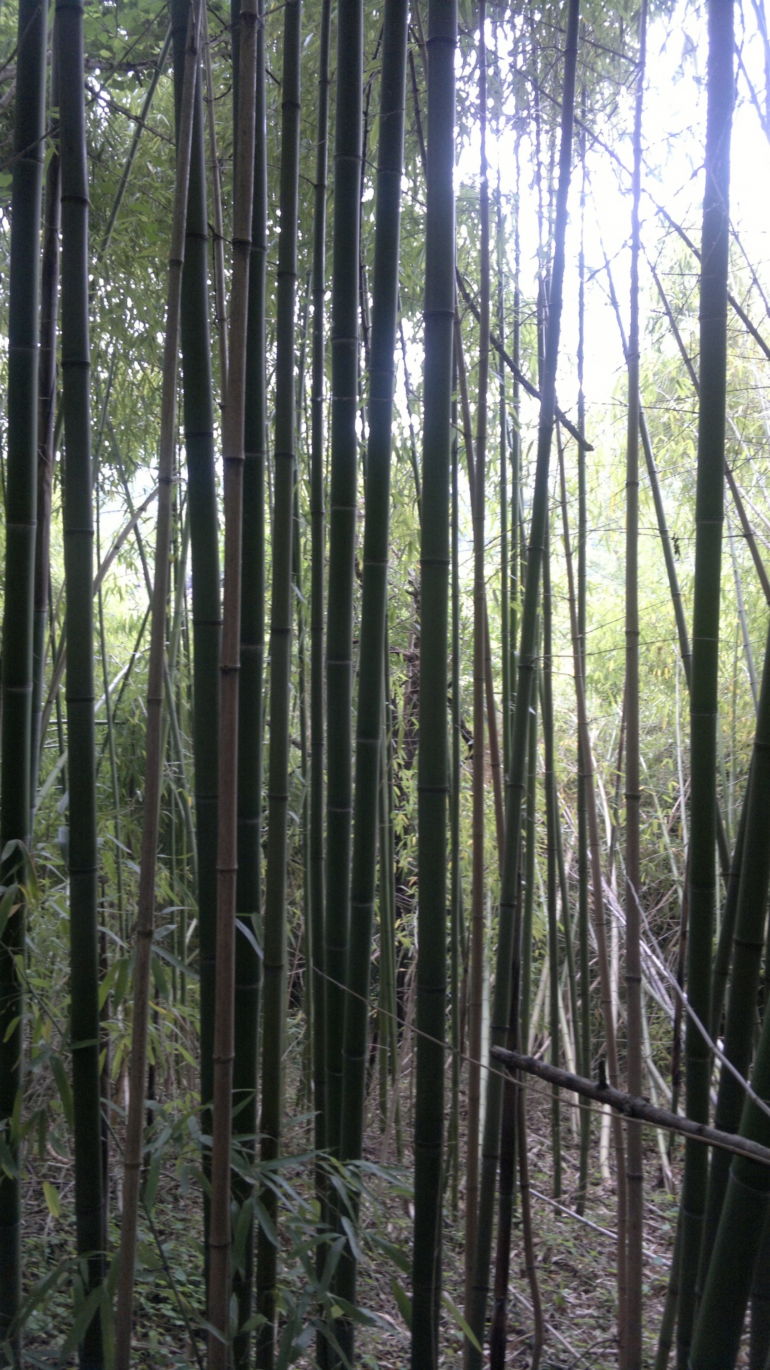 Bambukas,  Phyllostachys & Nbsp,  Aurea,  Bambusezės,  Stiebas,  Kiškis,  Stiebas,  Lapija,  Filialas,  Dekoratyvinis