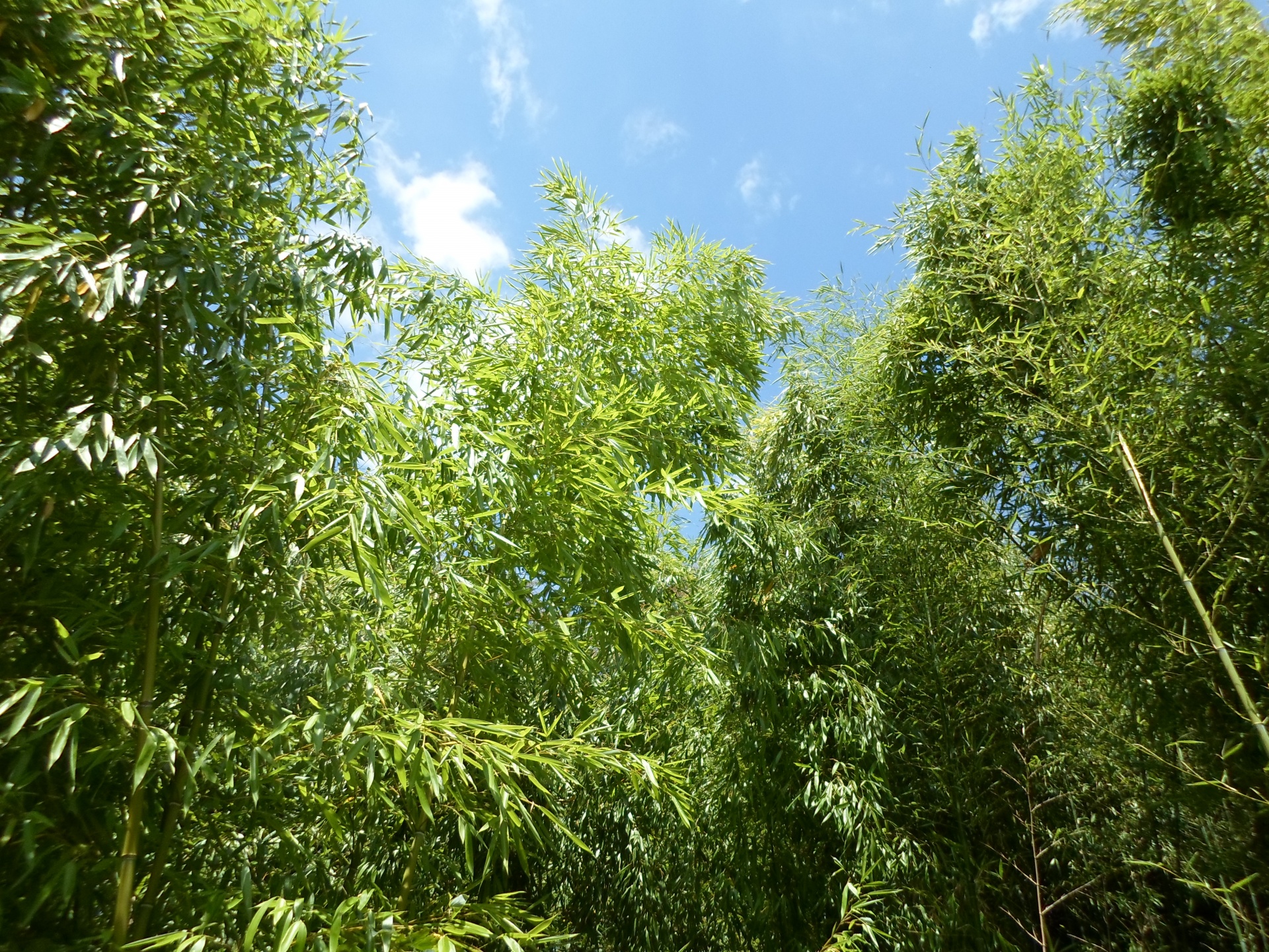 Bambukas,  Žalias,  Lapai,  Lapai,  Visžalis,  Žolė,  Žolinis,  Augalas,  Pavasaris,  Vasara