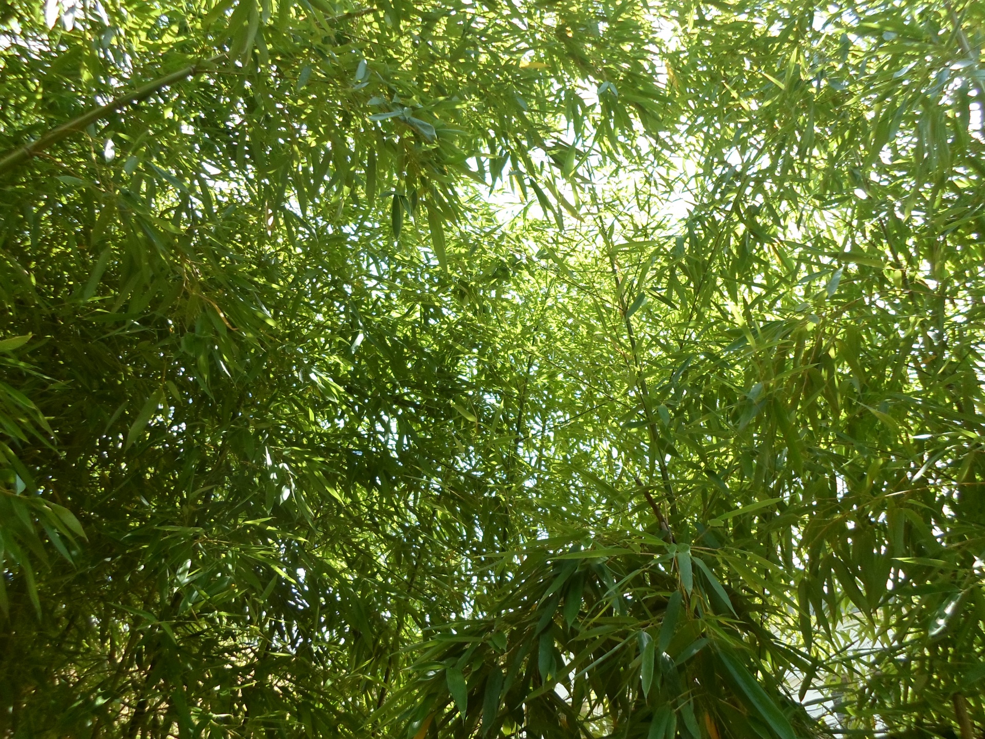 Bambukas,  Žalias,  Lapai,  Lapai,  Visžalis,  Žolė,  Žolinis,  Augalas,  Pavasaris,  Vasara