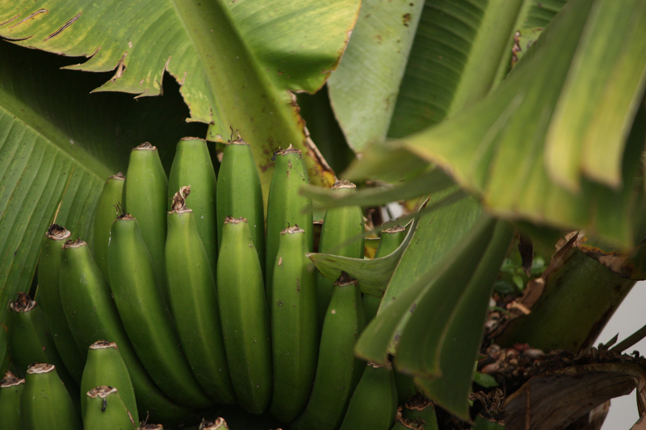 Bananas,  Madeira,  Sala,  Bananas, Nemokamos Nuotraukos,  Nemokama Licenzija