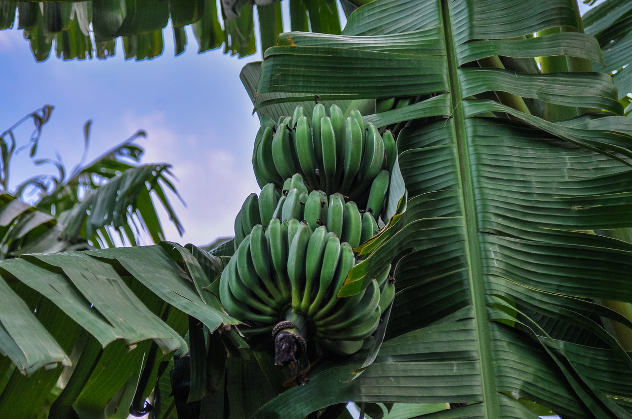 Bananai, Bananinis Krūmas, Afrika, Ispanija, Vaisiai, Krūmas, Bananų Augalas, Žalias, Bananų Gėlė, Atogrąžų