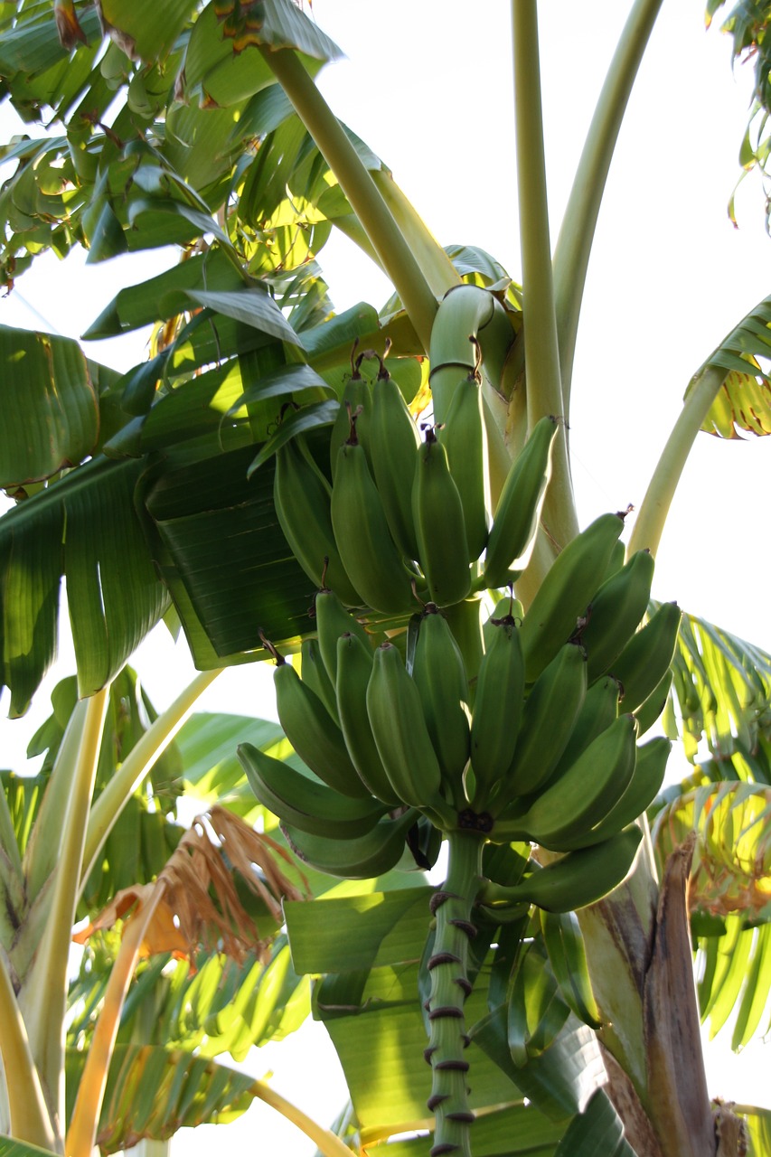 Bananas, Banan Tree, Egzotiniai Vaisiai, Turkija, Nemokamos Nuotraukos,  Nemokama Licenzija