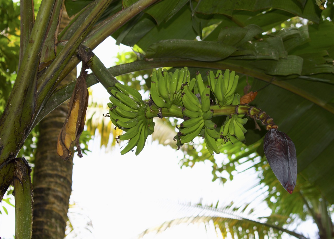 Bananas, Bananų Žalia, Šviežias, Maistas, Vaisiai, Žalias, Lapai, Medis, Gamta, Ekologiškas