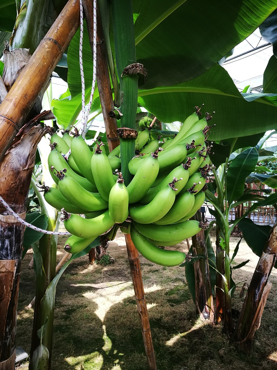 Bananas, Augimo Laikotarpis, Atogrąžų, Vaisiai, Žalias, Nemokamos Nuotraukos,  Nemokama Licenzija