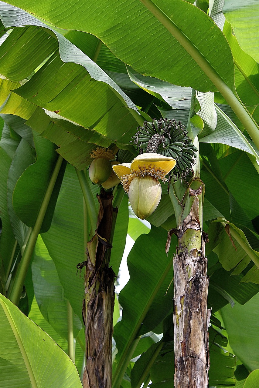 Bananas, Baba Fig, Egzotiškas, Nemokamos Nuotraukos,  Nemokama Licenzija