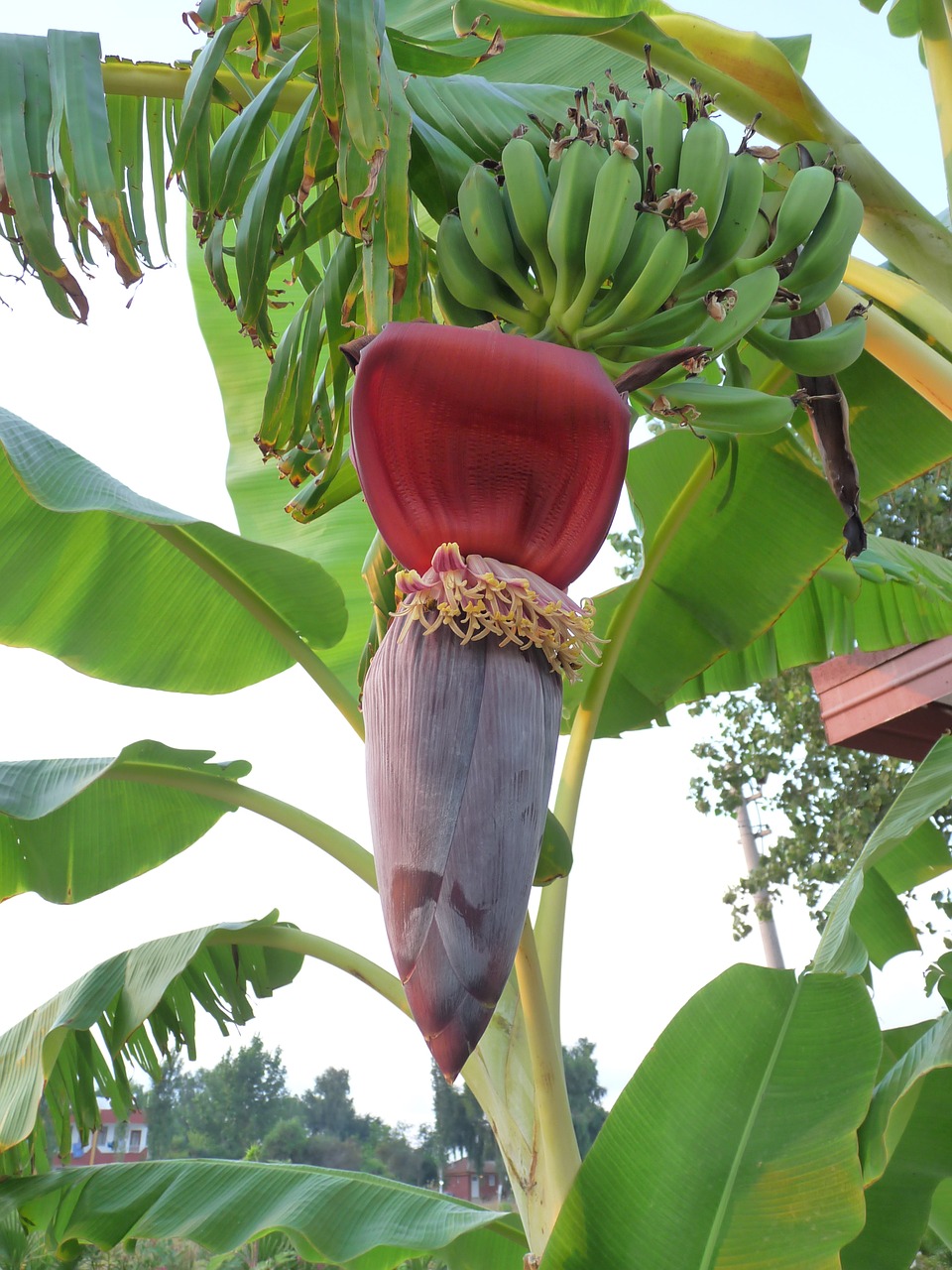 Bananas, Bananų Augalas, Tropikai, Bananinis Krūmas, Atogrąžų, Nesubrendusio, Tropiniai Vaisiai, Gamta, Vaisiai, Krūmas