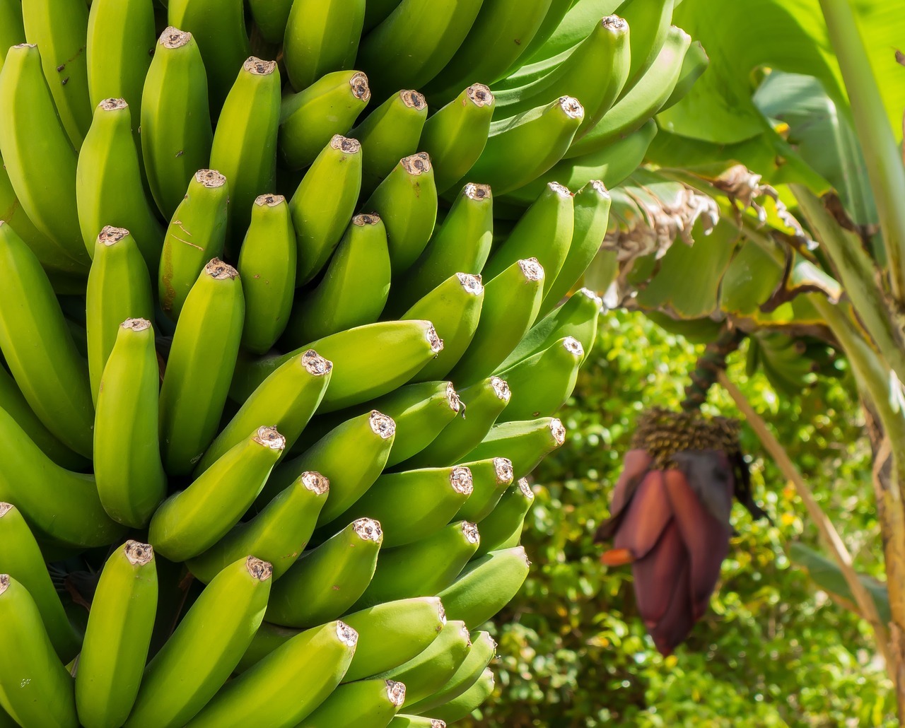 Bananas, Žiedas, Žydėti, Bananų Augalas, Nemokamos Nuotraukos,  Nemokama Licenzija