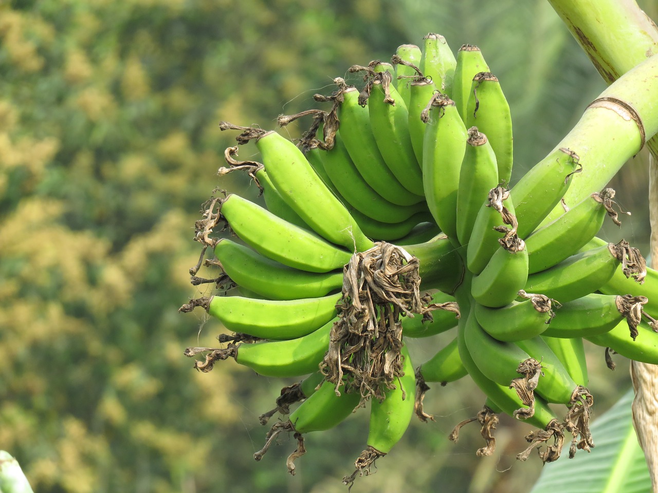 Bananas Zalia Banana Zalias Vaisiai Sviezias Nemokamos Nuotraukos Mediakatalogas Lt