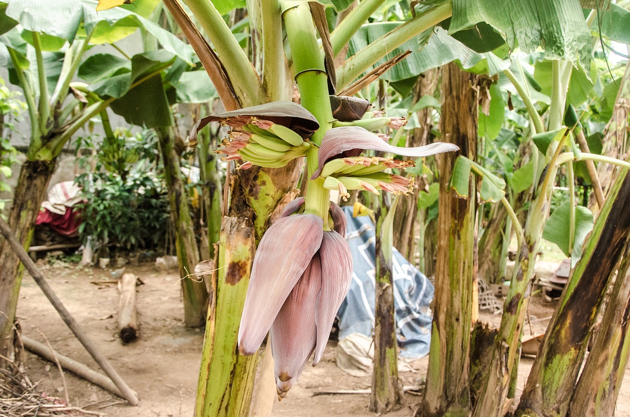 Bananas, Bananų Gėlė, Gėlė, Vaisiai, Gamta, Bananų Medis, Lapai, Augalas, Natūralus, Žalias