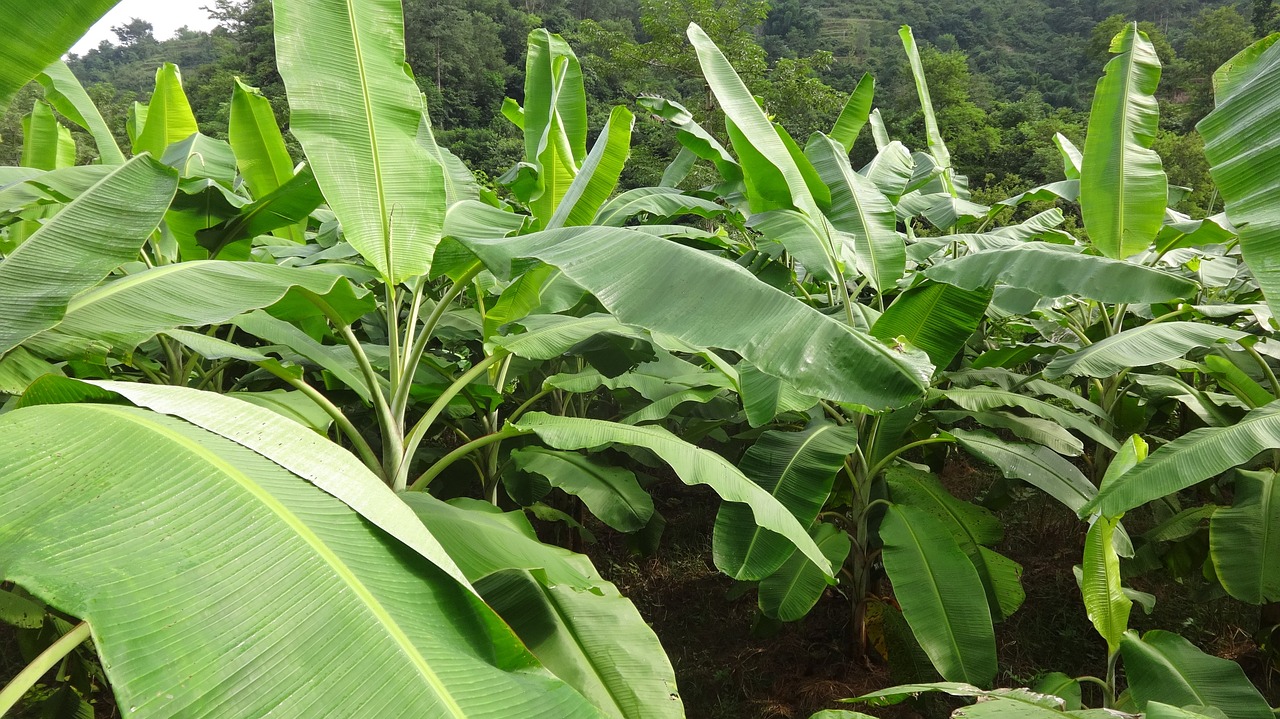 Bananas, Bananų Sodas, Nepali Bananų Ūkis, Nemokamos Nuotraukos,  Nemokama Licenzija