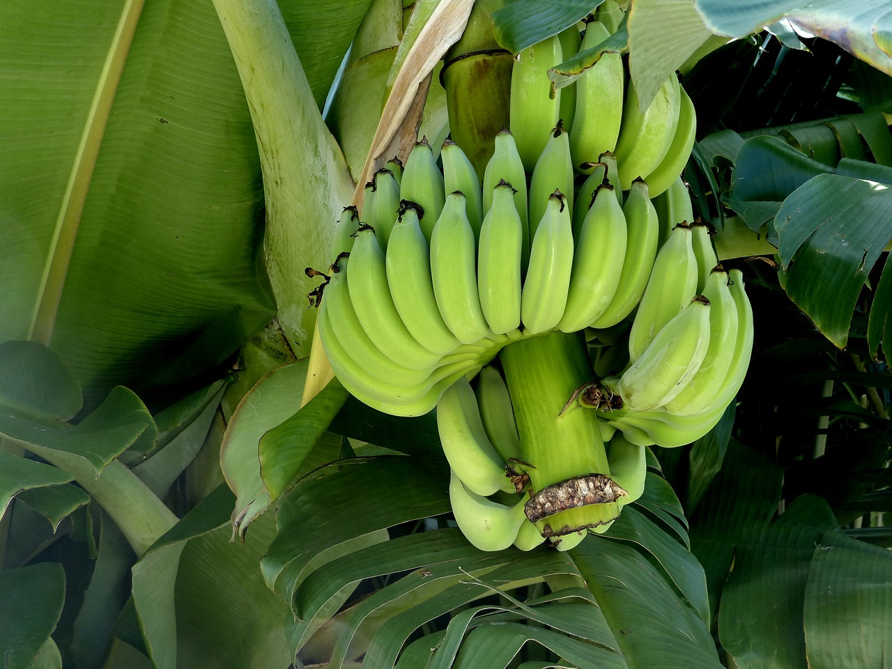 Bananas, Krūva, Vaisiai, Sultingas, Maistas, Prinokę, Sveikas, Šviežias, Mityba, Vegetariškas