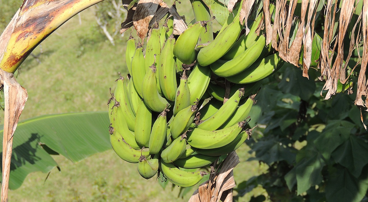 Bananas, Bananų Medis, Bananai, Vaisiai, Kolumbija, Nemokamos Nuotraukos,  Nemokama Licenzija
