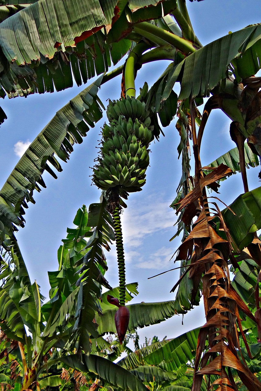 Bananas, Gėlė, Bananų Gėlė, Medis, Bananų Žalia, Indija, Nemokamos Nuotraukos,  Nemokama Licenzija