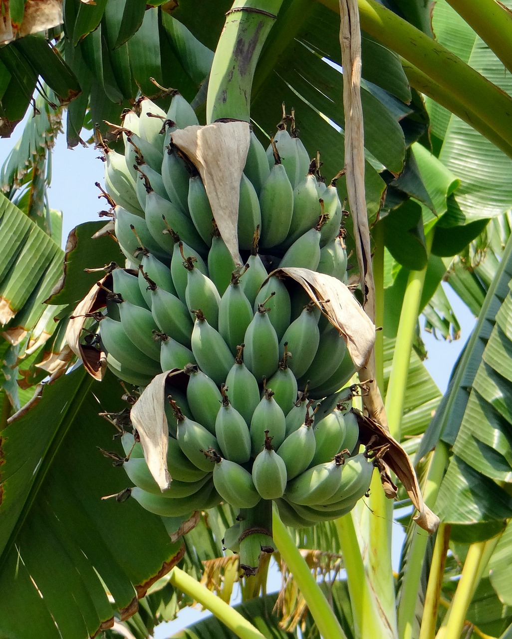 Bananas, Laukinis Bananas, Atogrąžų, Augalas, Vaisiai, Maistas, Saldus, Natūralus, Musa Acuminata, Sumuštas