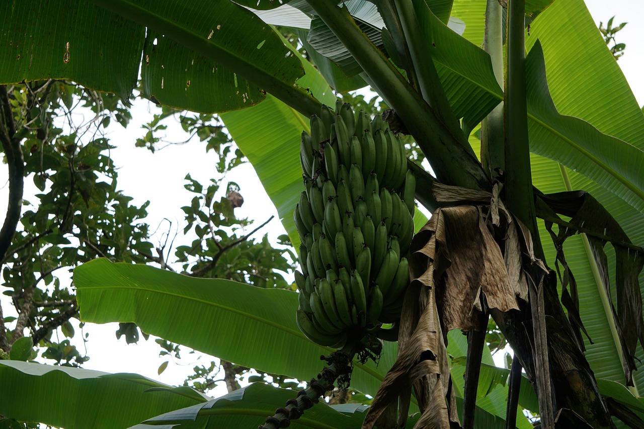 Банан это трава фрукт овощ или ягода. Банановое дерево. Банановое растение. Банан это фрукт или ягода. Банановое дерево фрукт.