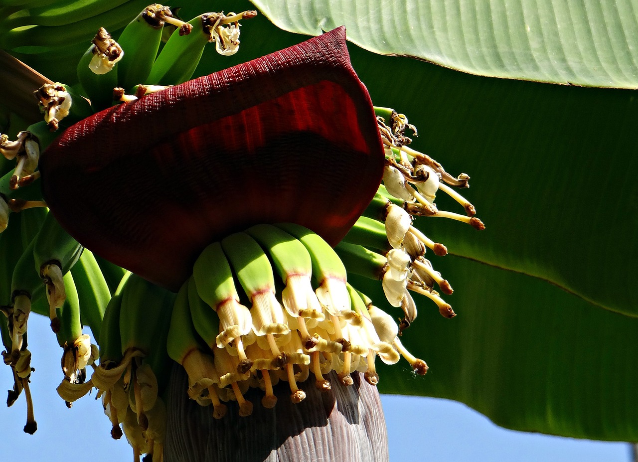 Bananas, Krūva, Gėlės, Žiedai, Kūdikių Bananų, Plantakas, Indija, Dharwad, Nemokamos Nuotraukos,  Nemokama Licenzija